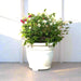 Bougainvillea White Mix in 20" Cosmoplast Round Pot - Greensouq - 