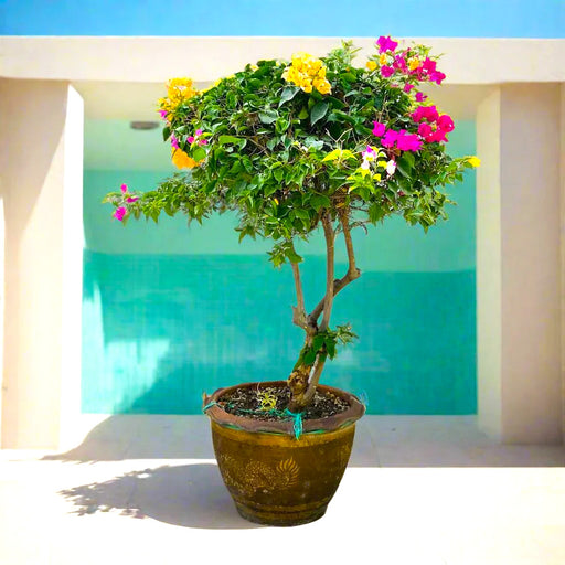 bougainvilliea specimen