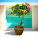 bougainvilliea specimen