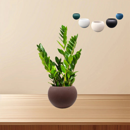 Bowl Succulent Pot - Greensouq - 