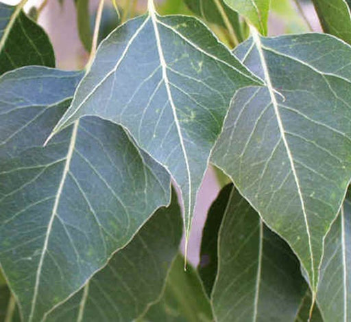 Brachychiton populneus (Kurrajong) - Greensouq - 