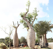 Brachychiton populneus (Kurrajong) - Greensouq - 