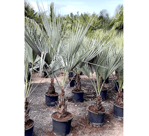Brahea Armata "Mexican Blue Palm" 80 - 100cm overall height - Greensouq - 
