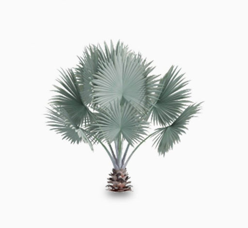 Brahea Armata "Mexican Blue Palm" 80 - 100cm overall height - Greensouq - 