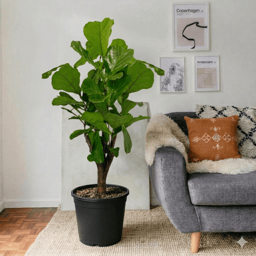 Branched Fig Fiddle Leaf | Ficus Lyrata 1.2 - 1.5m Tall - Greensouq - 
