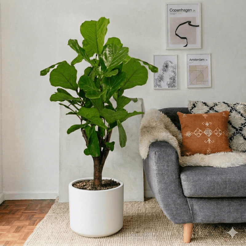 Branched Fig Fiddle Leaf | Ficus Lyrata 1.2 - 1.5m Tall - Greensouq - 