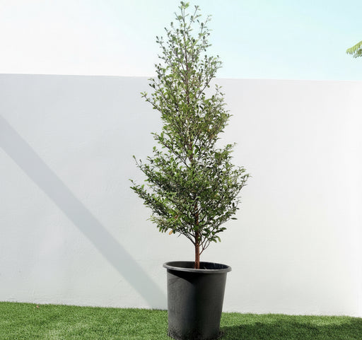 Bucida buceras "Black Olive Tree" - Greensouq - 
