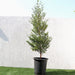 Bucida buceras "Black Olive Tree" - Greensouq - 