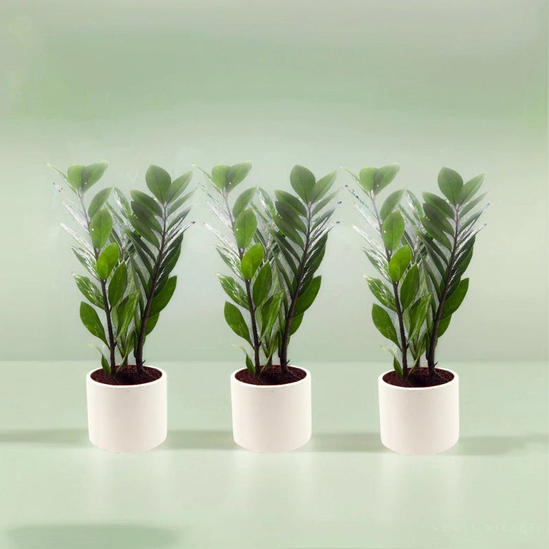 Bundle of 3 ZZ Plants in Cement Pots - Greensouq - 