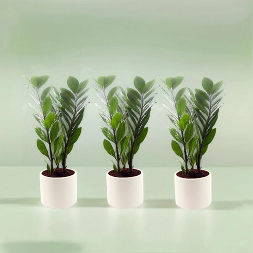 Bundle of 3 ZZ Plants in Cement Pots - Greensouq - 