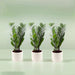 Bundle of 3 ZZ Plants in Cement Pots - Greensouq - 