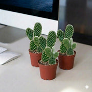 🌵 Bunny Ears Cactus 5 - 8cm | Best Sellers in UAE! - Greensouq - 