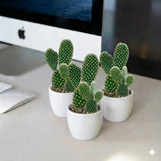 🌵 Bunny Ears Cactus 5 - 8cm | Best Sellers in UAE! - Greensouq - 