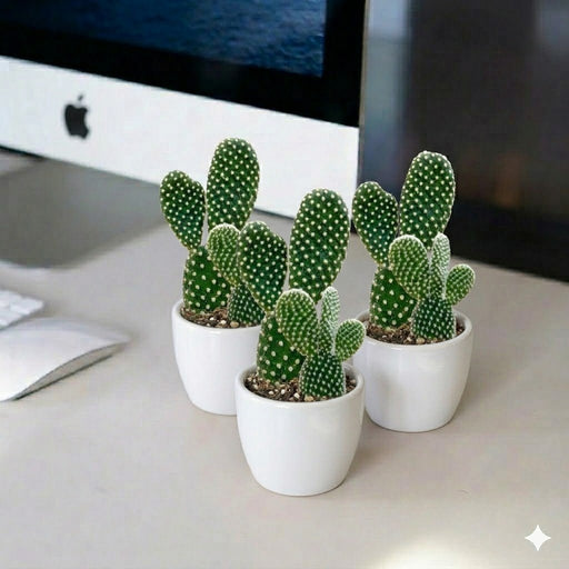 🌵 Bunny Ears Cactus 5 - 8cm | Best Sellers in UAE! - Greensouq - 