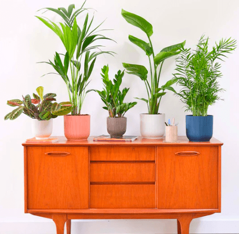 Business Plants Set - Greensouq - 