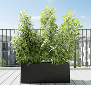 Buttonwood Plant / 3 Conocarpus erectus Sericeus 1.0 - 1.2m in Grp Planter (70 - 30 - 30) - Greensouq - 