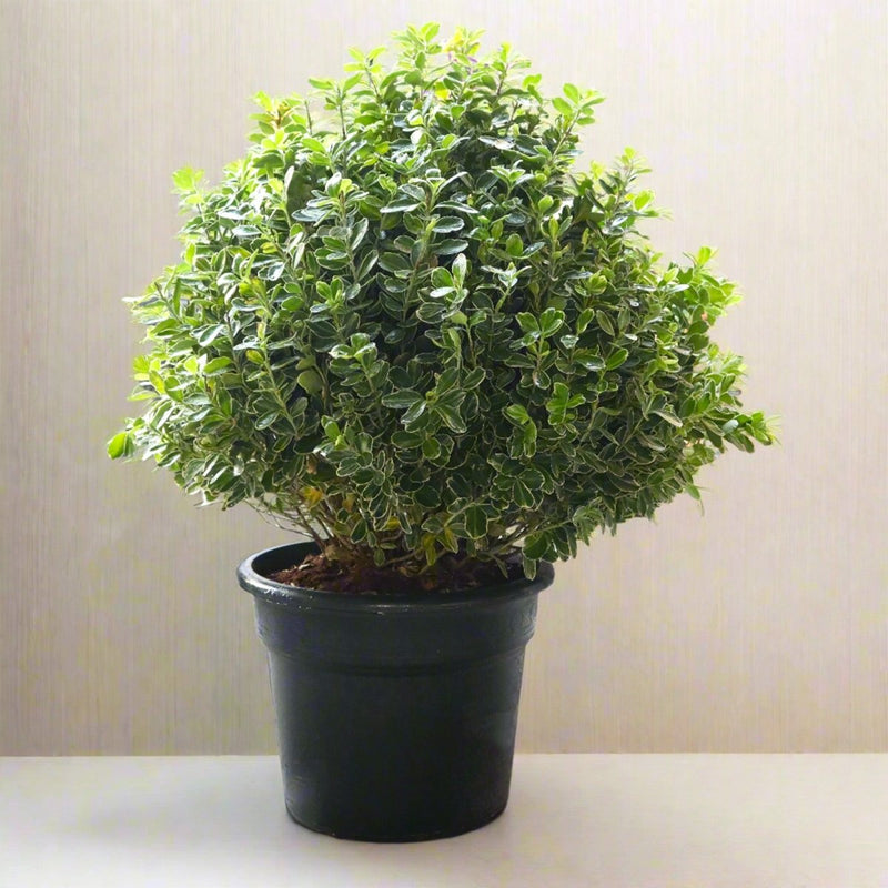 Buxus (35 - 40cm Dia) - Greensouq - 