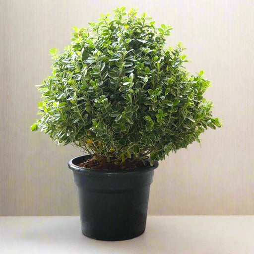 Buxus (35 - 40cm Dia) - Greensouq - 