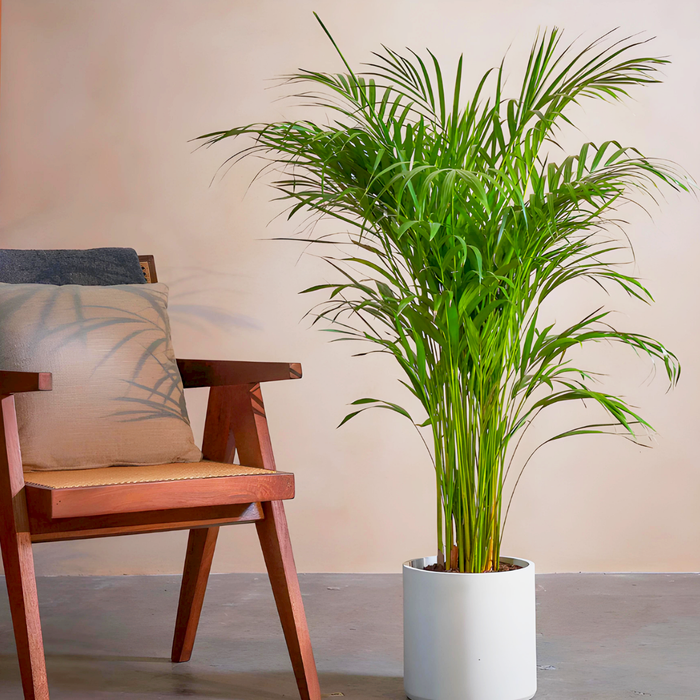 Areca Palm Holland or Chrysalidocarpus Lutescens
