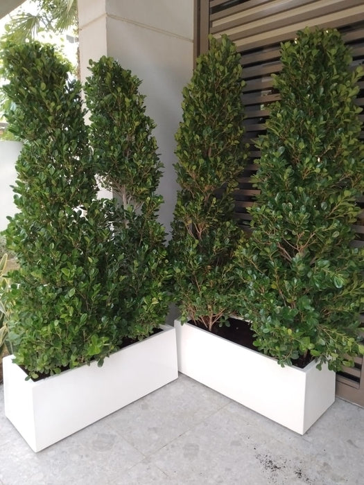 Ficus Cone 1.8- 2m in Fiber Glass Pot (GRP) (100x40x40)
