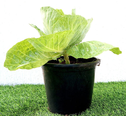 Cabbage Green Vegetable Plant "6Ltr pot" - Greensouq - 