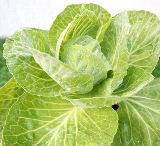 Cabbage Green Vegetable Plant "6Ltr pot" - Greensouq - 