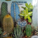 Cactacee In Mix Seeds by CANESTRO - Greensouq - 