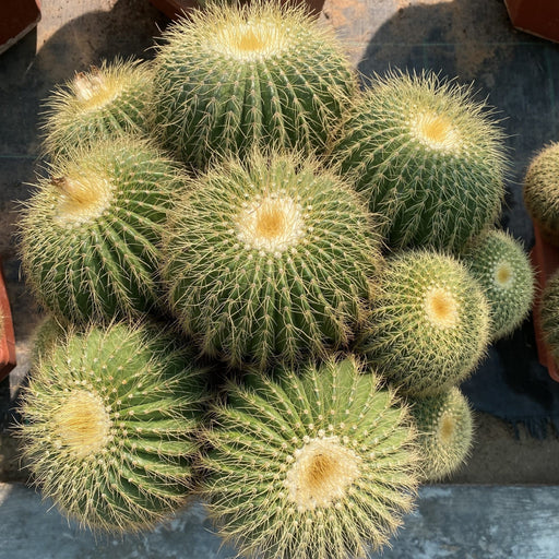 Echino Cactus Multi Head Plant