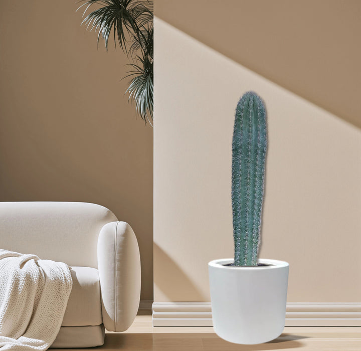 Saguaro cactus