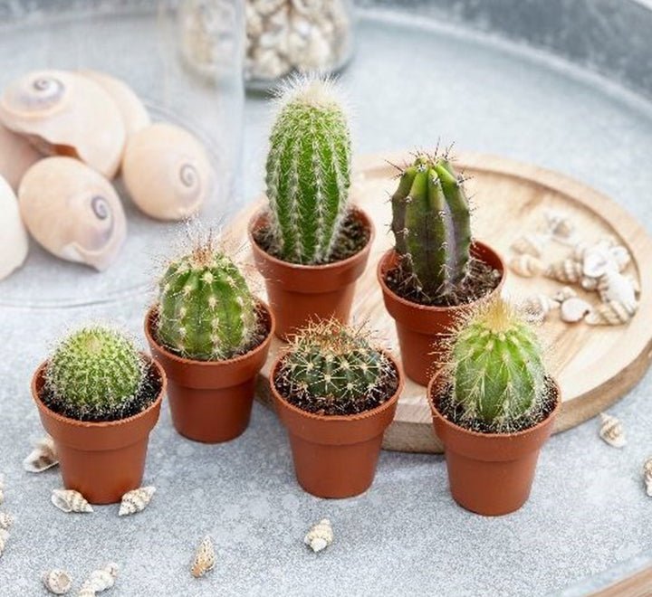 small house cactus plants Mini Cactus Mix "Indoor"