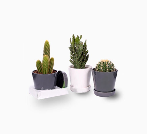 Cactus Mixed "Ceramic Pot" - Greensouq - 