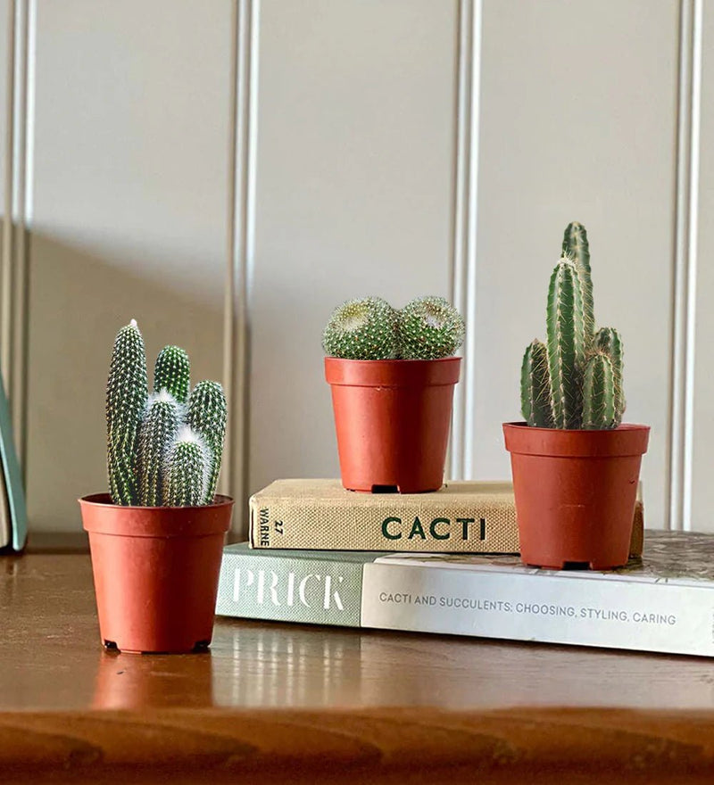 Cactus Mixed Set of 3 - Greensouq - 