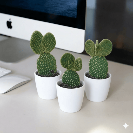 Cactus Opuntia 5 - 8cm | Dubai Gardens Pick! - Greensouq - 