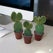 Cactus Opuntia 5 - 8cm | Dubai Gardens Pick! - Greensouq - 