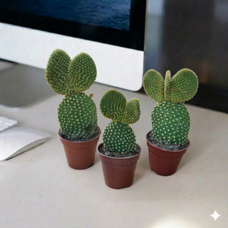 Cactus Opuntia 5 - 8cm | Dubai Gardens Pick! - Greensouq - 