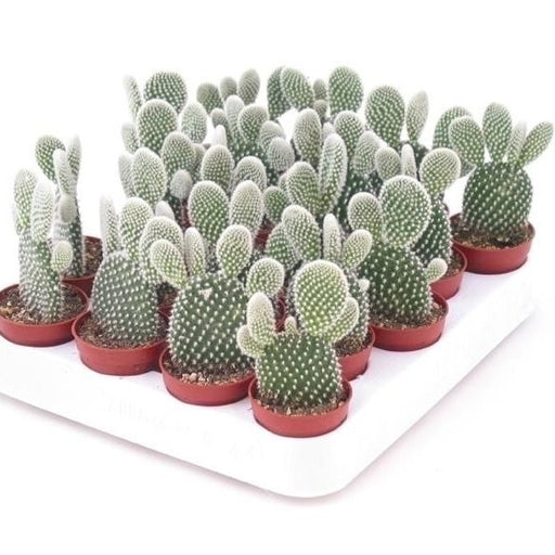 Cactus Opuntia Albata or Bunny Ears 5 - 8cm - Greensouq - 