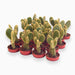 Cactus Opuntia or Bunny Ears 5-8cm