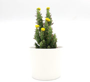 Cactus Opuntia Subulata Indoor | Austrocylindropuntia subulata 5 - 8cm - Greensouq - 