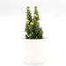 Cactus Opuntia Subulata Indoor | Austrocylindropuntia subulata 5 - 8cm - Greensouq - 