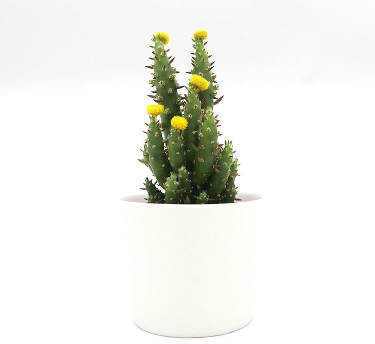Cactus Opuntia Subulata Indoor | Austrocylindropuntia subulata 5 - 8cm - Greensouq - 