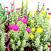 Cactus Opuntia Subulata Indoor | Austrocylindropuntia subulata 5 - 8cm - Greensouq - 