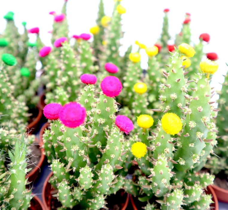 Cactus Opuntia Subulata Indoor | Austrocylindropuntia subulata 5 - 8cm - Greensouq - 