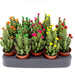 Cactus Opuntia Subulata Indoor | Austrocylindropuntia subulata 5 - 8cm - Greensouq - 