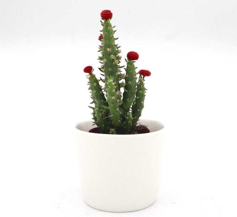 Cactus Opuntia Subulata Indoor | Austrocylindropuntia subulata 5 - 8cm - Greensouq - 