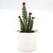 Cactus Opuntia Subulata Indoor | Austrocylindropuntia subulata 5 - 8cm - Greensouq - 