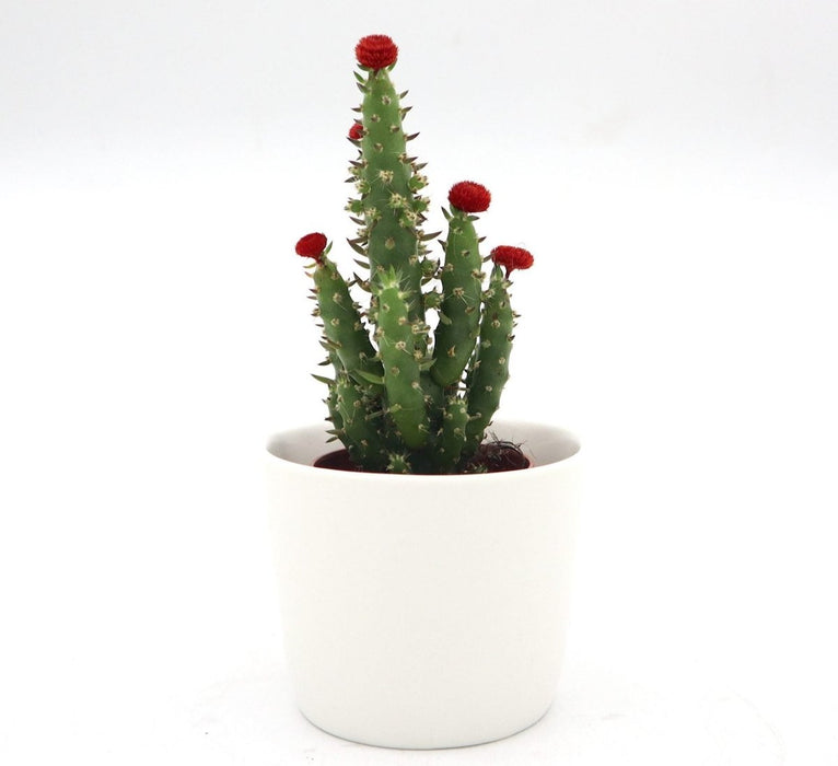 Cactus Opuntia Subulata Indoor | Austrocylindropuntia subulata 5 - 8cm - Greensouq - 