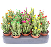 Cactus Opuntia Subulata Indoor | Austrocylindropuntia subulata 5 - 8cm - Greensouq - 