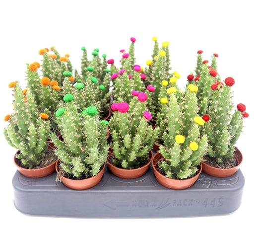 Cactus Opuntia Subulata Indoor | Austrocylindropuntia subulata 5 - 8cm - Greensouq - 