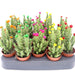 Cactus Opuntia Subulata Indoor | Austrocylindropuntia subulata 5 - 8cm - Greensouq - 