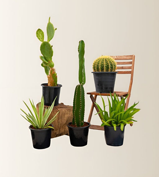 Cactus Plants Bundle (Agave Attenuata 40 - 50cm, Golden Barrel Cactus 40 - 50cm, Pachycereus Gaumeri 40 - 60cm, Opuntia Consolea 40 - 50cm) - Greensouq - 
